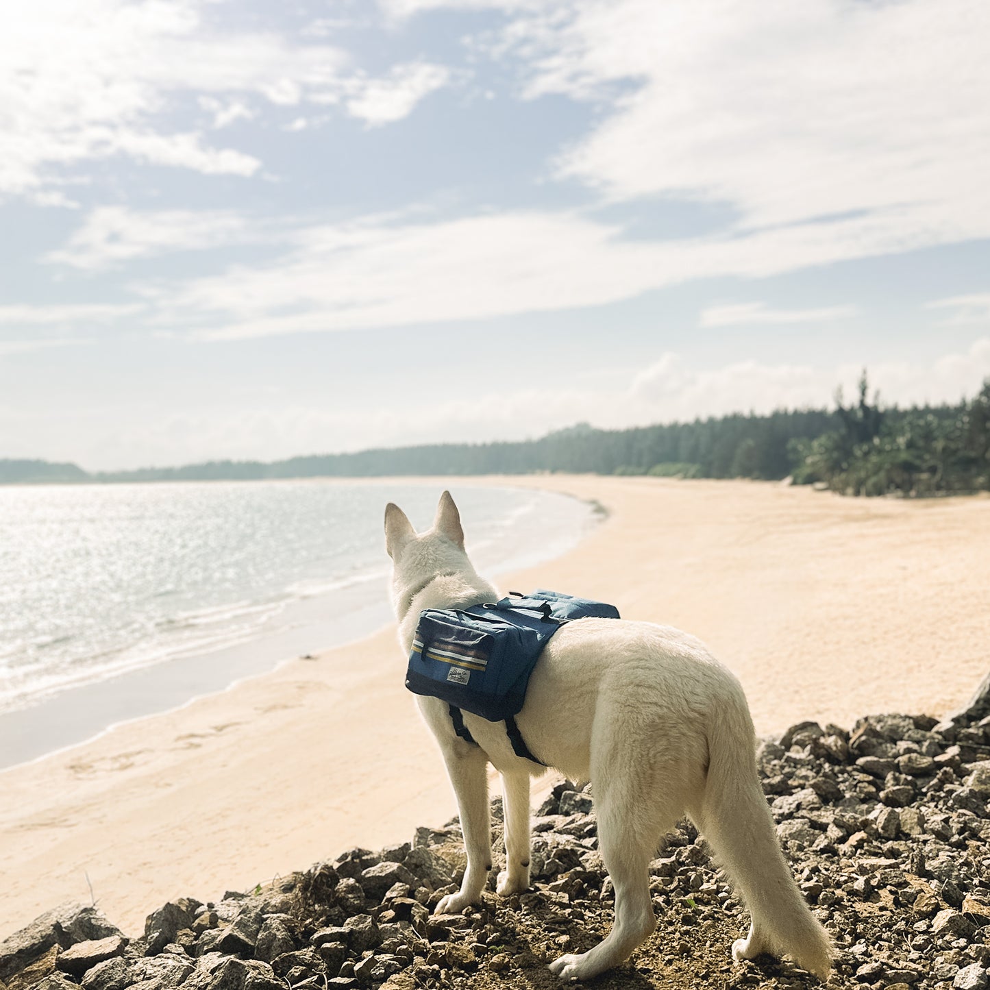 Mochila para Cães Rad to the Bone